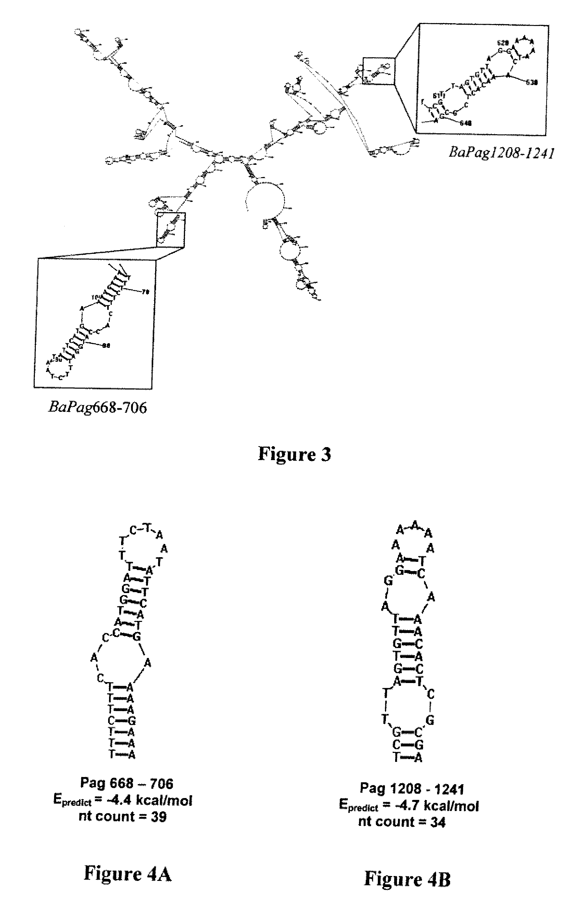 Method of identifying hairpin DNA probes by partial fold analysis