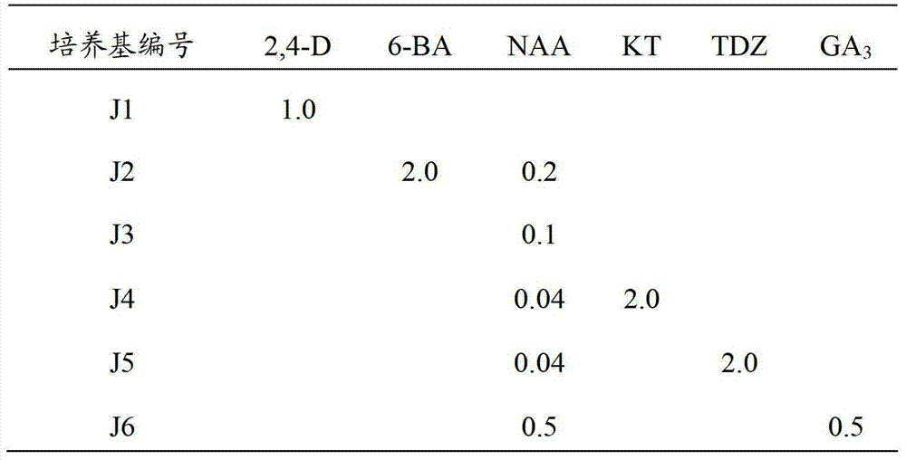 Method for induction and subculture maintenance on jasmine flower calluses