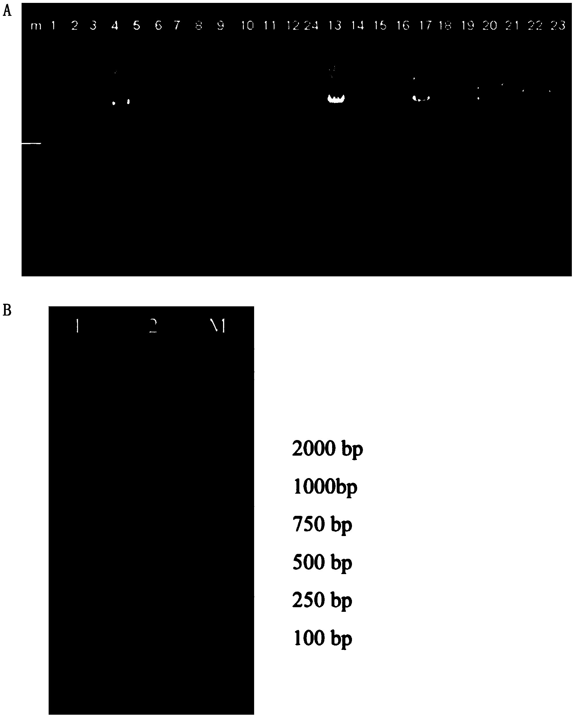 Mutant of SgCS gene of momordica grosvenori and application of gene