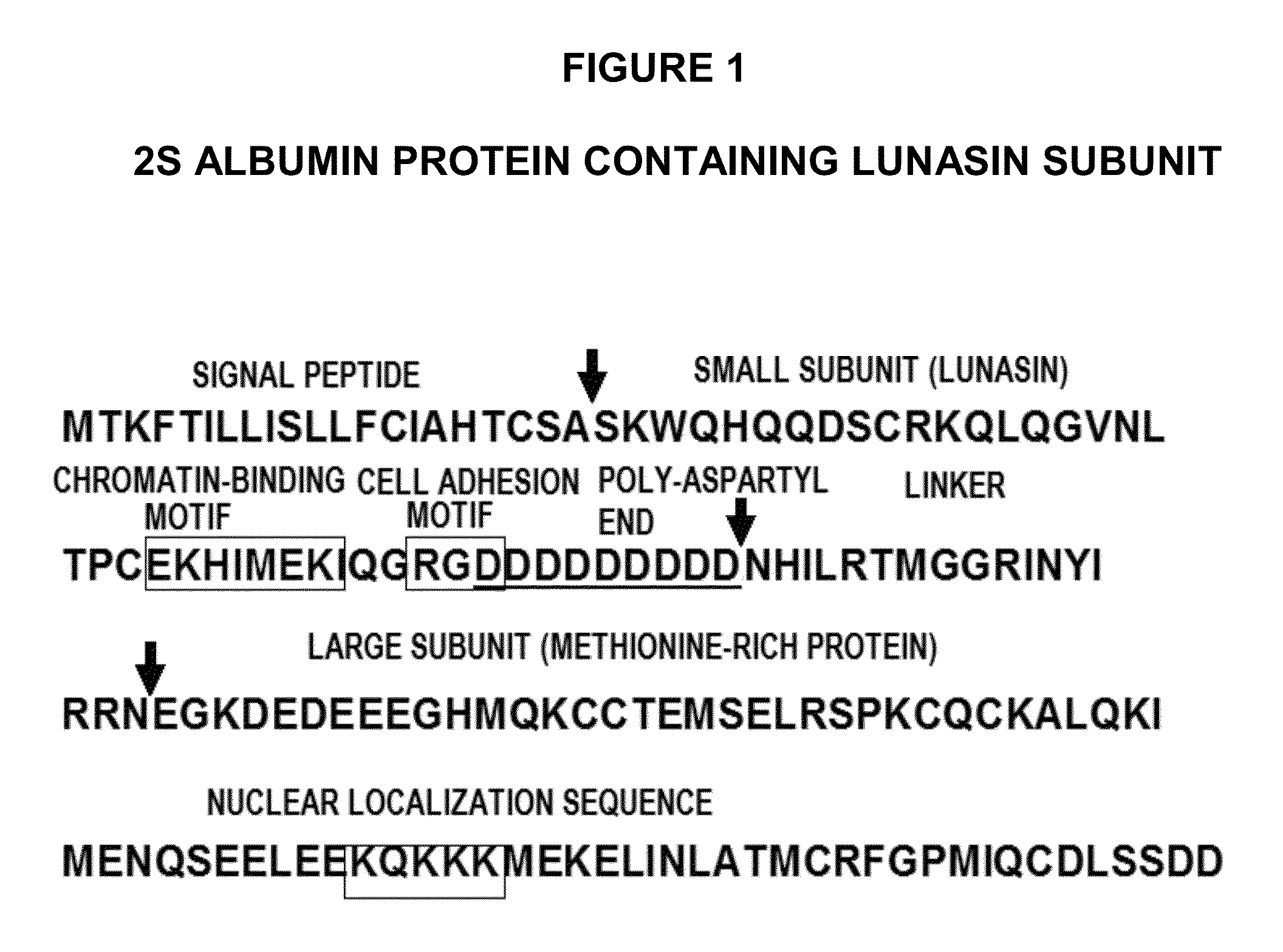 Methods for using soy peptides to inhibit h3 acetylation, reduce expression of HMG-coa reductase and increase LDL receptor and sp1 expression in a mammal