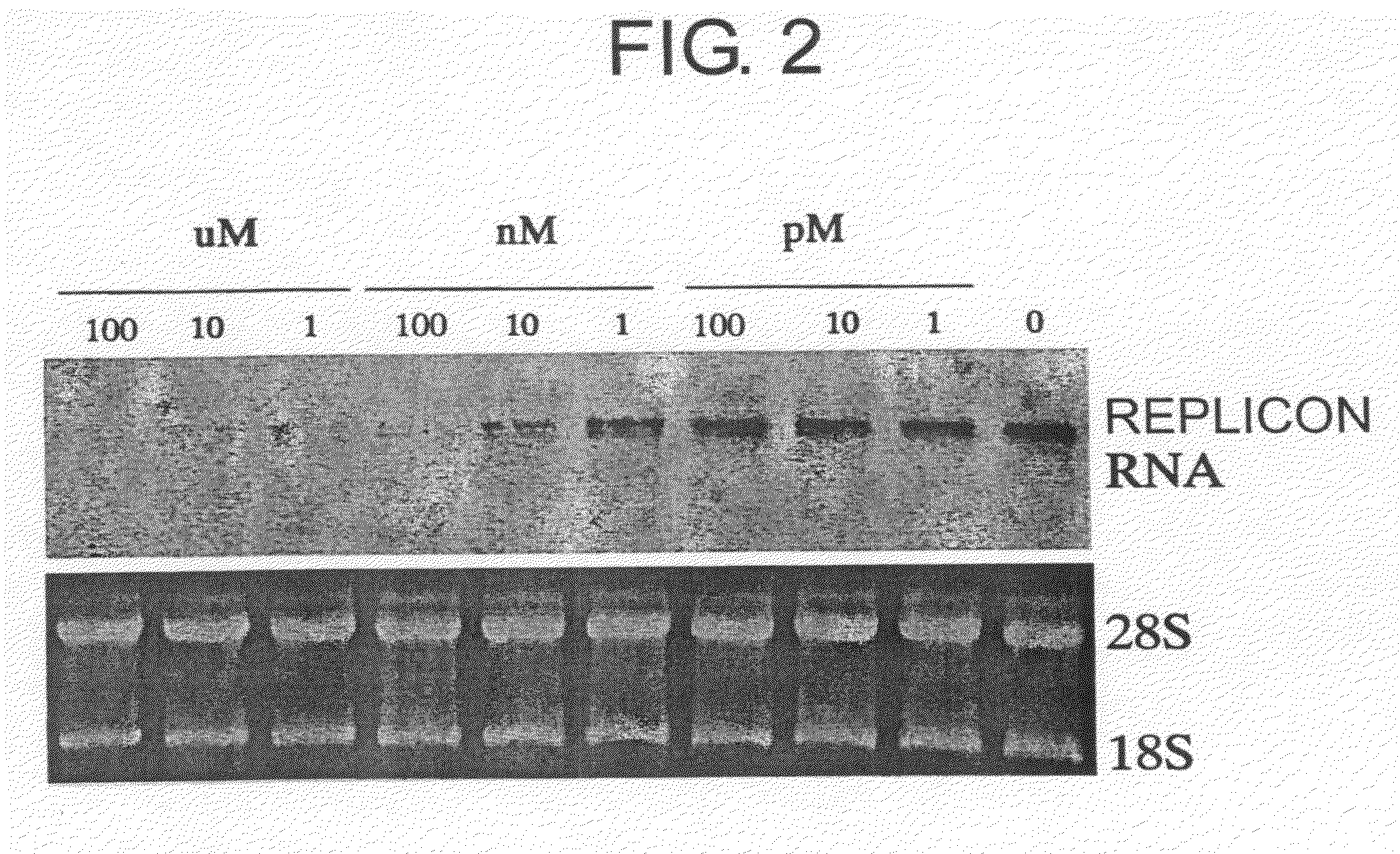 Pharmaceutical agents for treating HCV infections