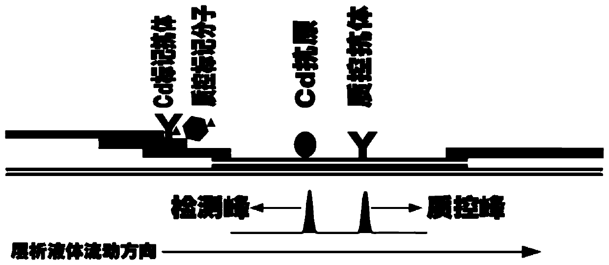 System for quantitatively detecting heavy metal cadmium and preparation method thereof