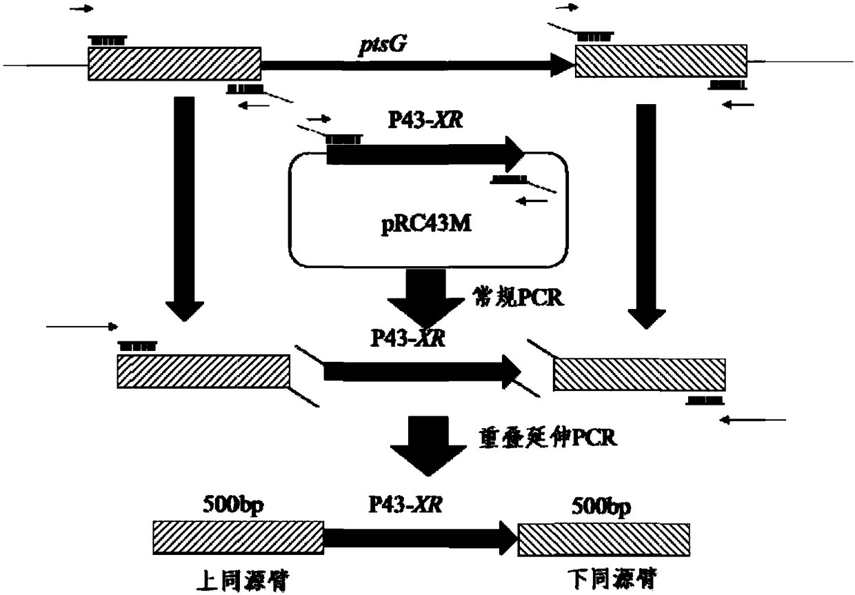 Xylitol genetic engineering producing strain as well as building method and application thereof