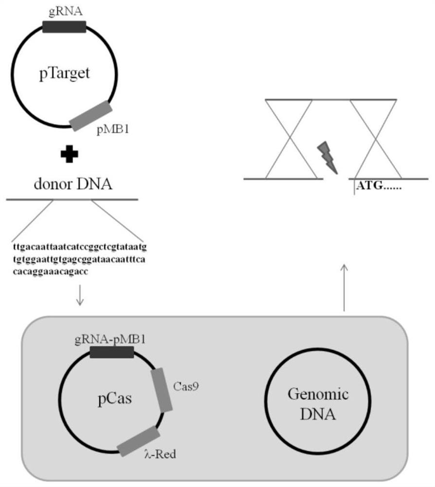 A kind of recombinant Escherichia coli with high production of l-methionine and its application