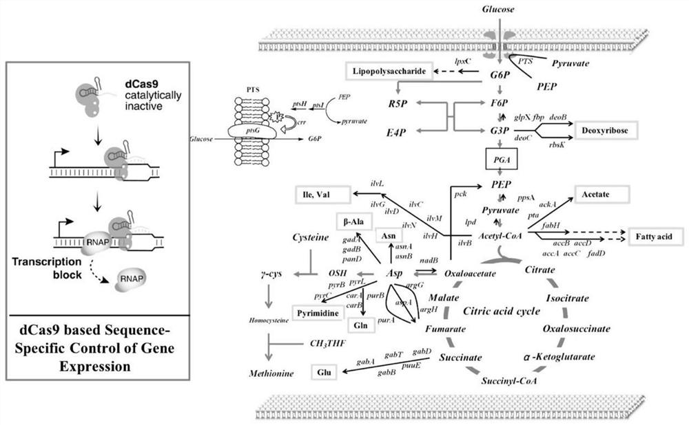 A kind of recombinant Escherichia coli with high production of l-methionine and its application