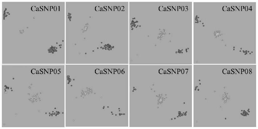 A SNP locus, primer set and application for identifying the purity of pepper hybrids