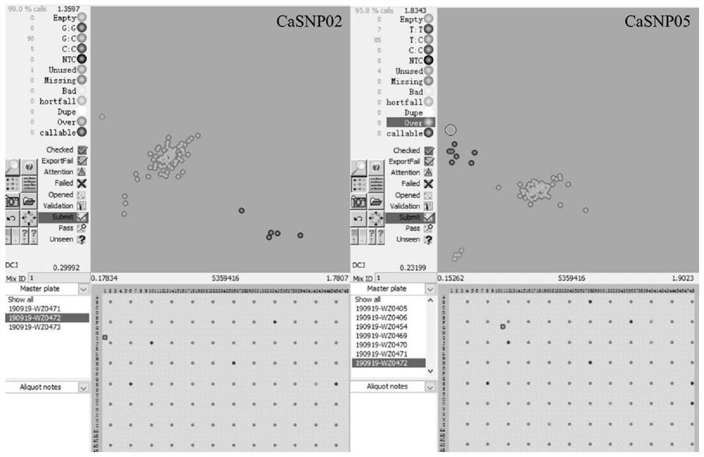 A SNP locus, primer set and application for identifying the purity of pepper hybrids