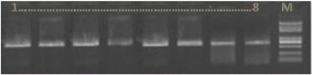 Molecular biological method for rapidly identifying Hoolock leuconedys and Nomascus leucogenys