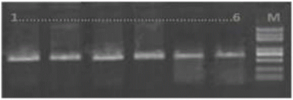 Molecular biological method for rapidly identifying Hoolock leuconedys and Nomascus leucogenys