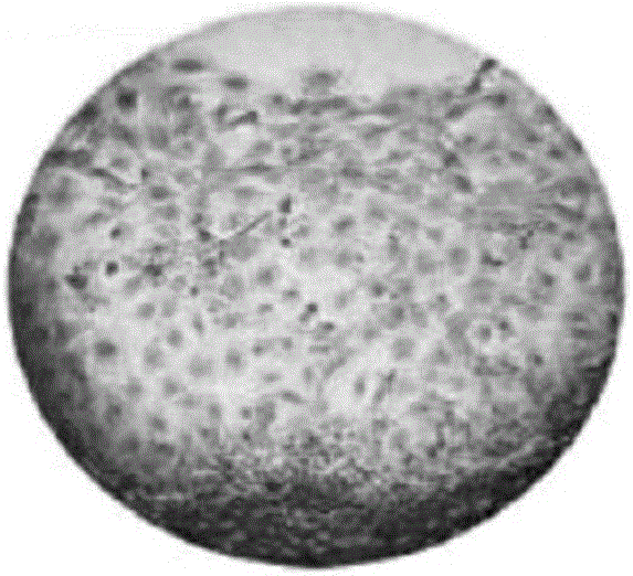 Factor composition and composite freeze-dried powder for promoting skin cell growth and skin care product