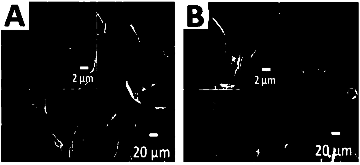 Preparation method of graphene/phenylenediamine flexible composite film electrode