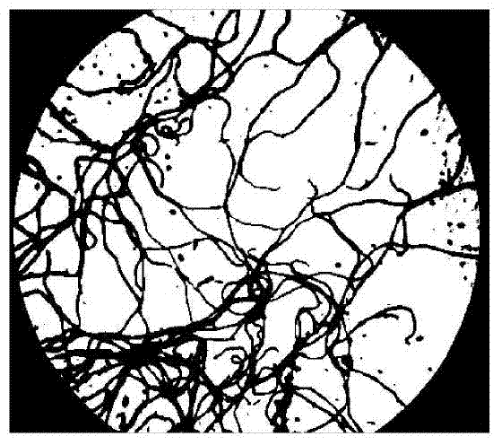 Streptomyces clavuligerus and use method of streptomyces clavuligerus in melanin production