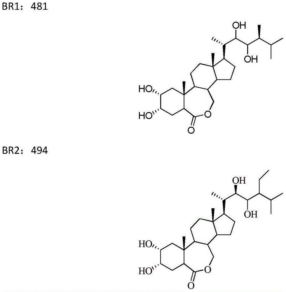 Brassinolide and eugenol complex pesticide and application thereof