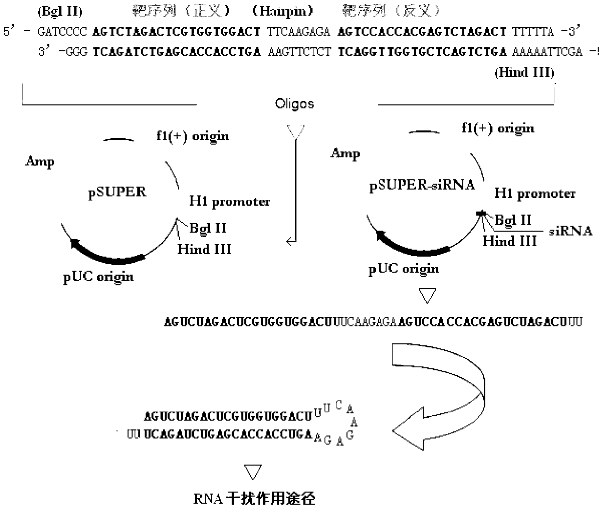 RNA interference targets for hepatitis b virus (HBV) infection treatment