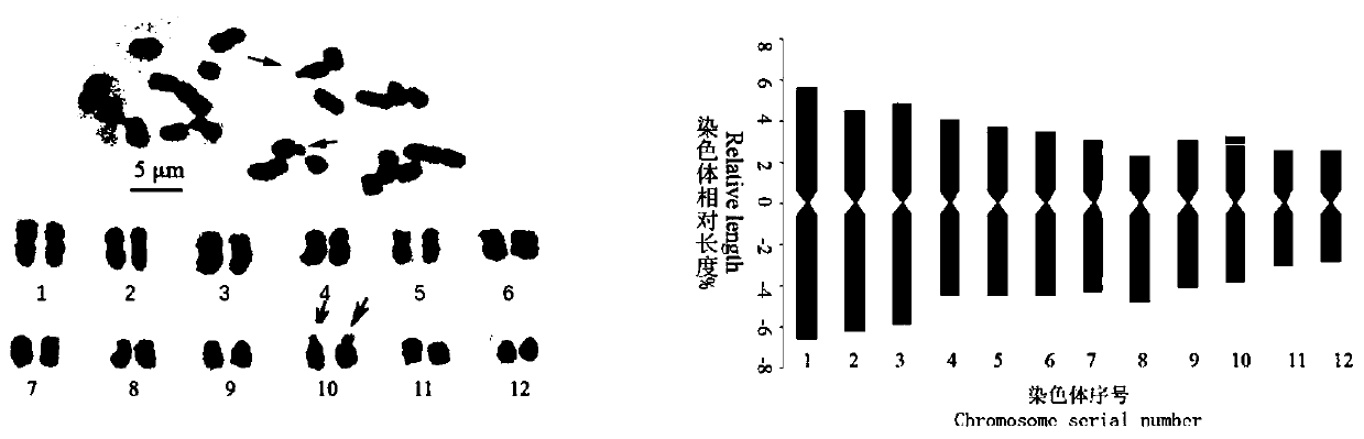 Analysis method of sharp leaf CinnamomumKanehirae Hay karyotype based on root tips