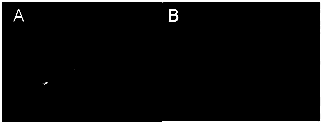 Method for utilizing formamide deionized for promoting somatic embryogenesis of cunninghina lanceolata