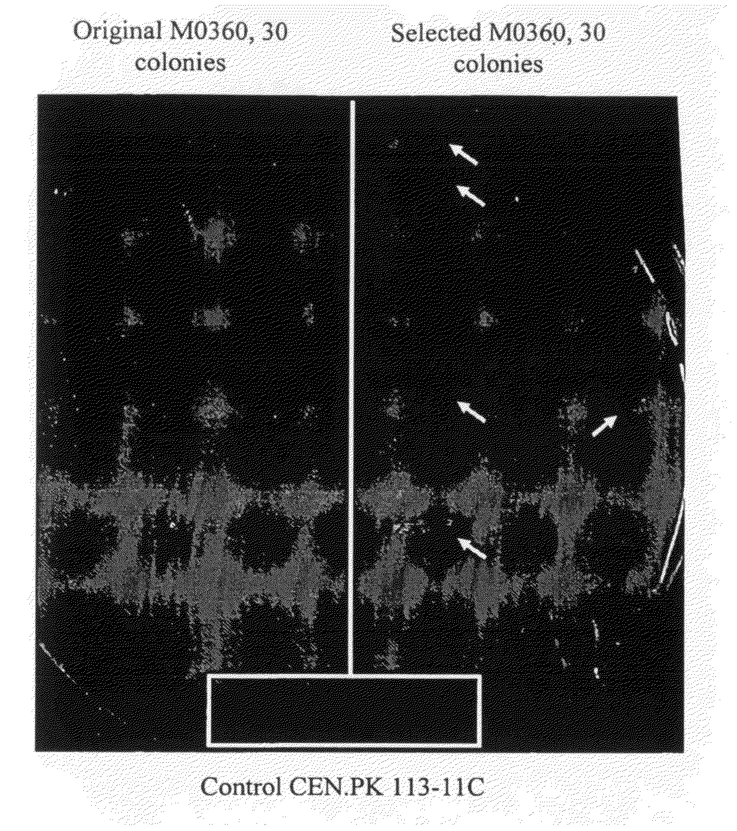 Construction of Protrophic/Celluloytic Yeast Strains Expressing Tethered and Secreted Cellulases