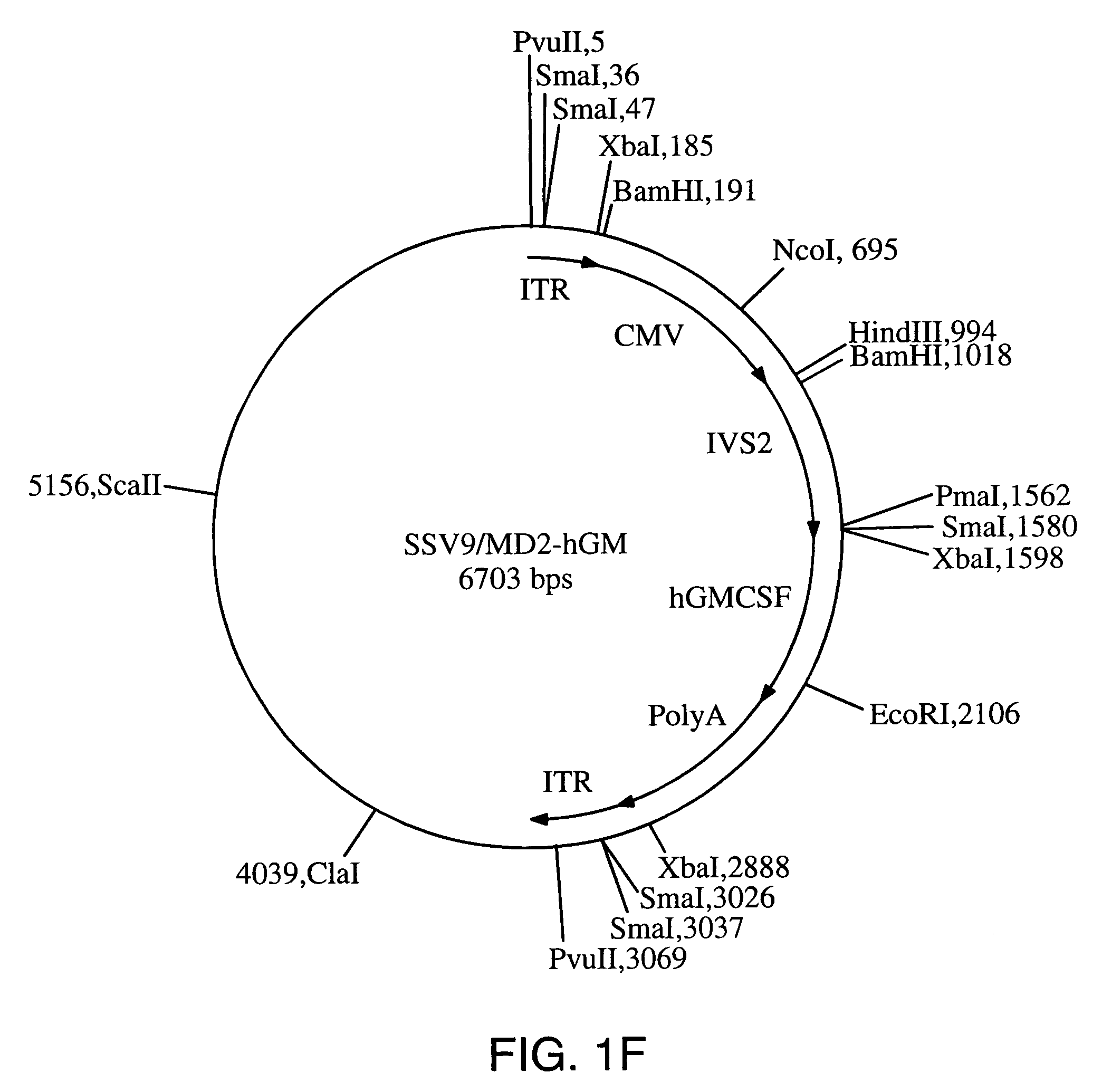 Cancer-associated antigens and methods of their identification and use