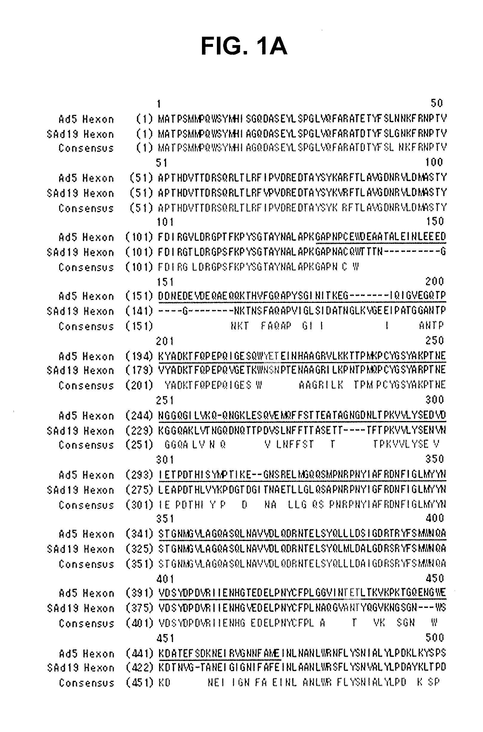 Hexon isolated from simian adenovirus serotype 19, hypervariable region thereof and chimeric adenovirus using the same