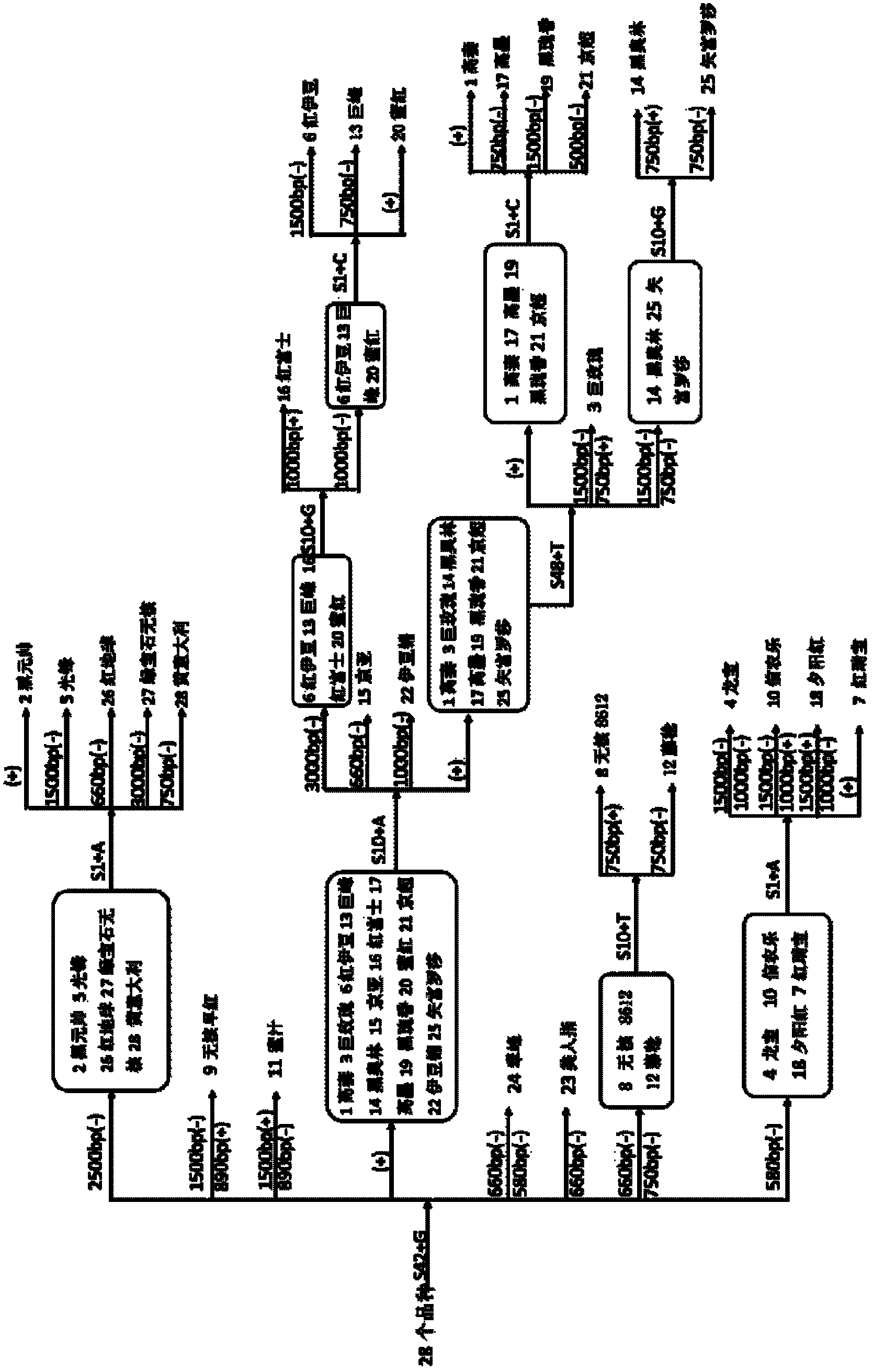 A method for quickly distinguishing grape varieties by using rapd