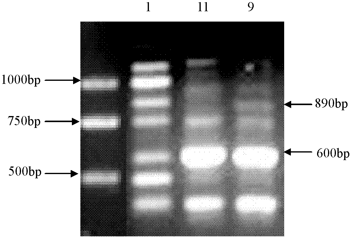 A method for quickly distinguishing grape varieties by using rapd