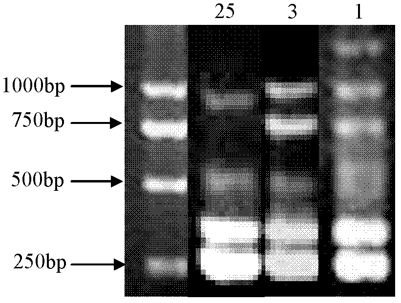 A method for quickly distinguishing grape varieties by using rapd