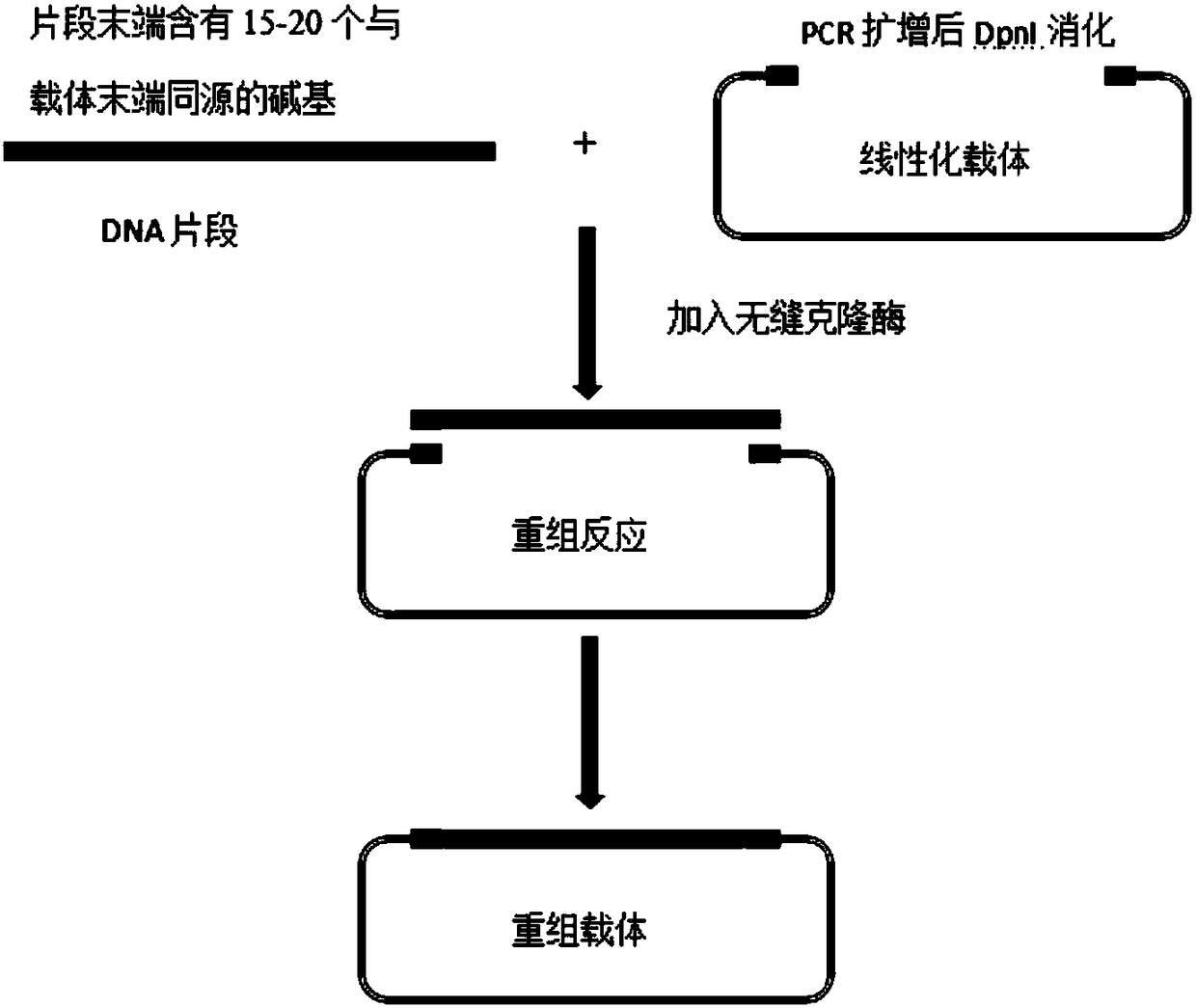 Bacillus subtilis engineering bacteria for efficiently expressing plasmin and preparation method thereof