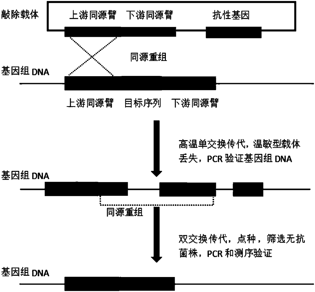 Bacillus subtilis engineering bacteria for efficiently expressing plasmin and preparation method thereof