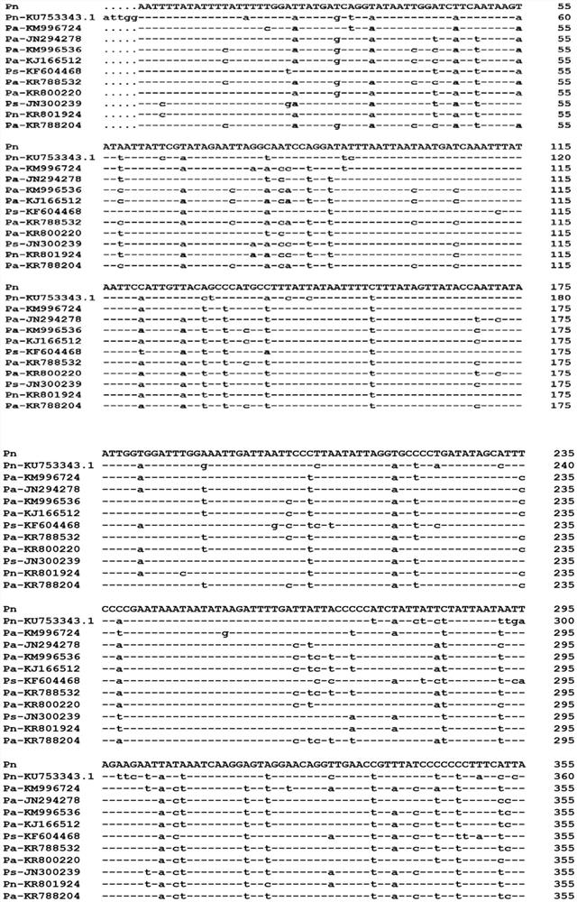 Molecular method for identifying Mucomyzius japonicus in North China of China