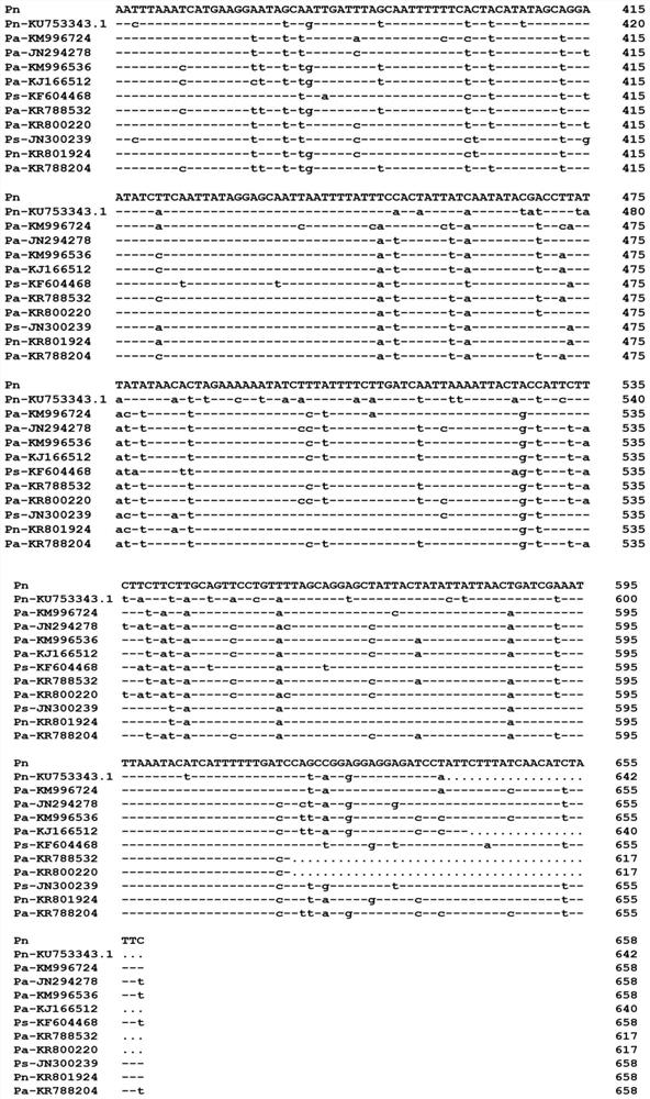 Molecular method for identifying Mucomyzius japonicus in North China of China