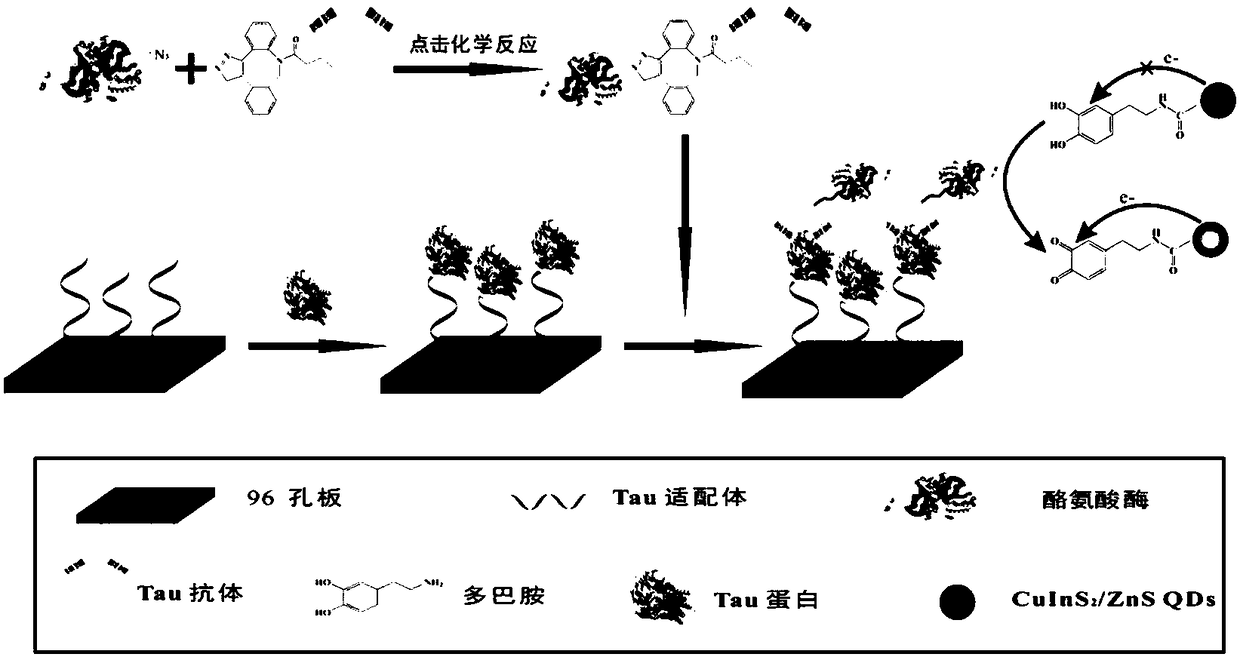 Disease marker indirect immunofluorescence assay method based on dopamine modified ternary quantum points