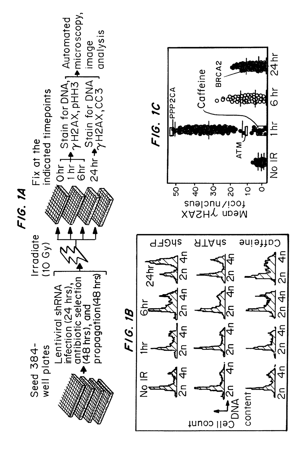 Compositions and methods for modulating BRD4 bioactivity