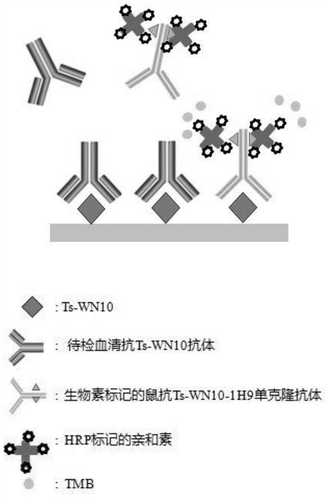 A kind of trichinella spiralis competition ELISA antibody detection kit and its detection method