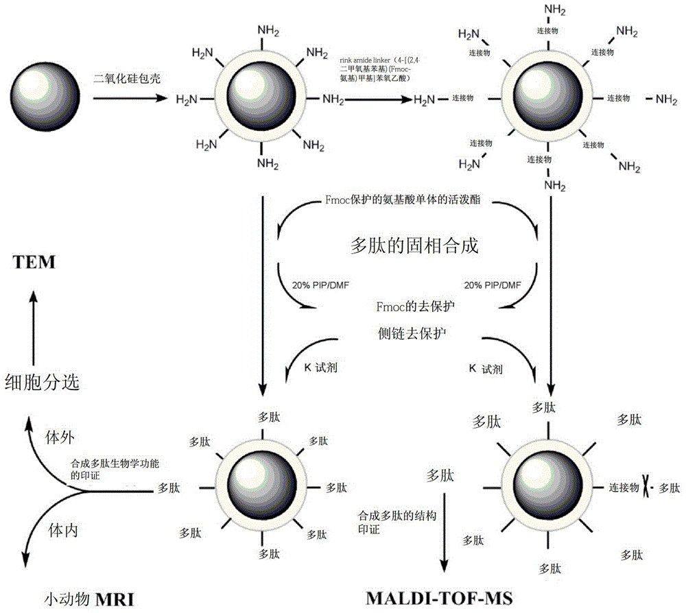 A method for peptide synthesis and simultaneous construction of peptide magnetic nanoprobes using superparamagnetic nanoparticles as a solid phase