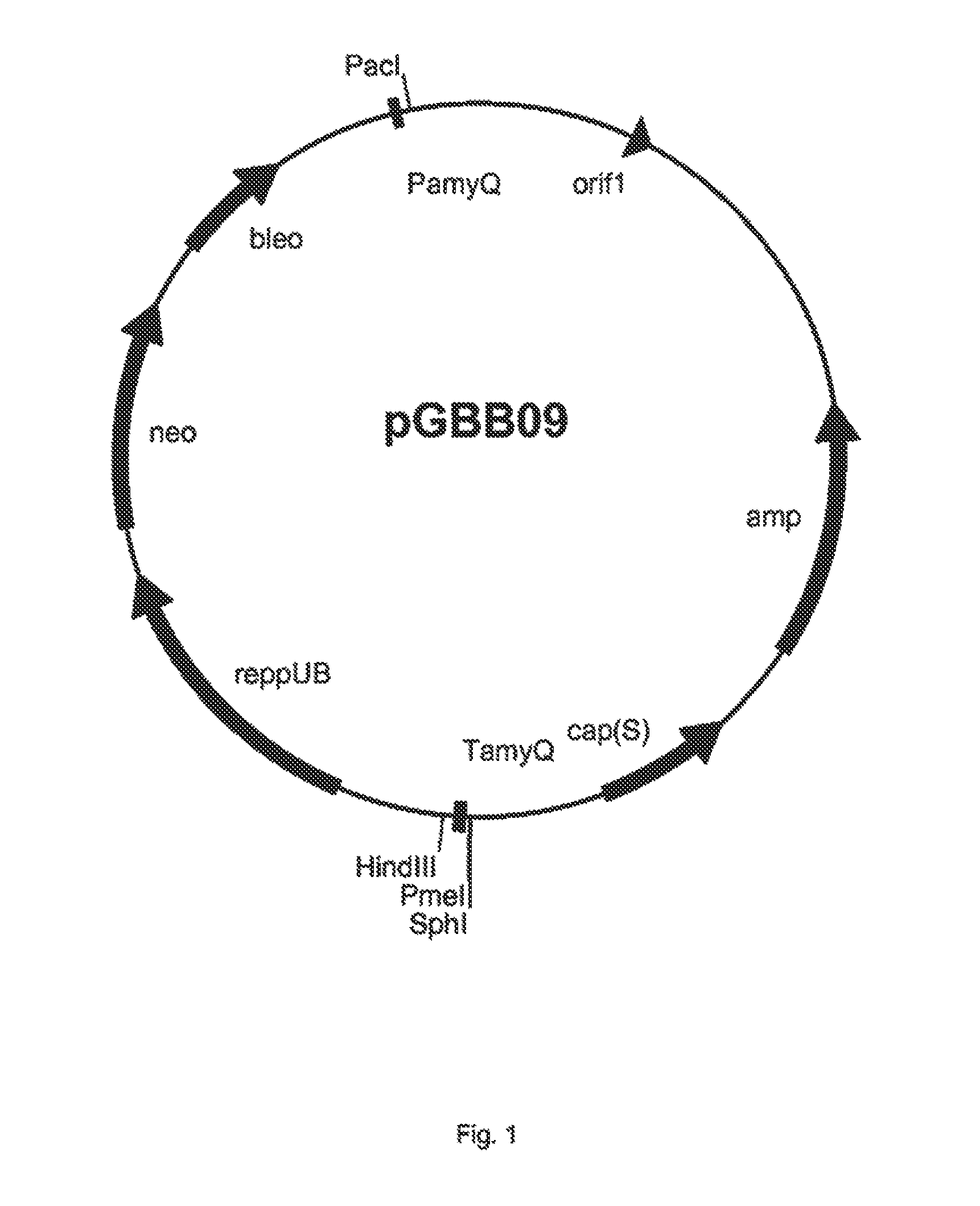 Alpha-amylase