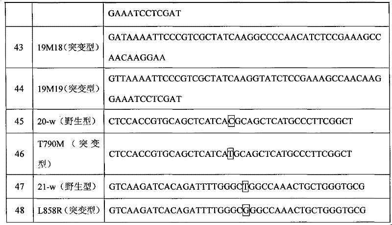 Liquid phase chip for detecting EGFR (epidermal growth factor receptor) gene mutation