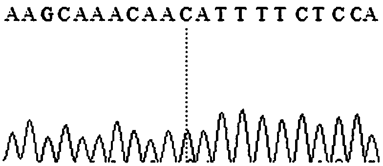 Molecular marker capable of predicting and identifying sheep wool length and specific primer pair and application