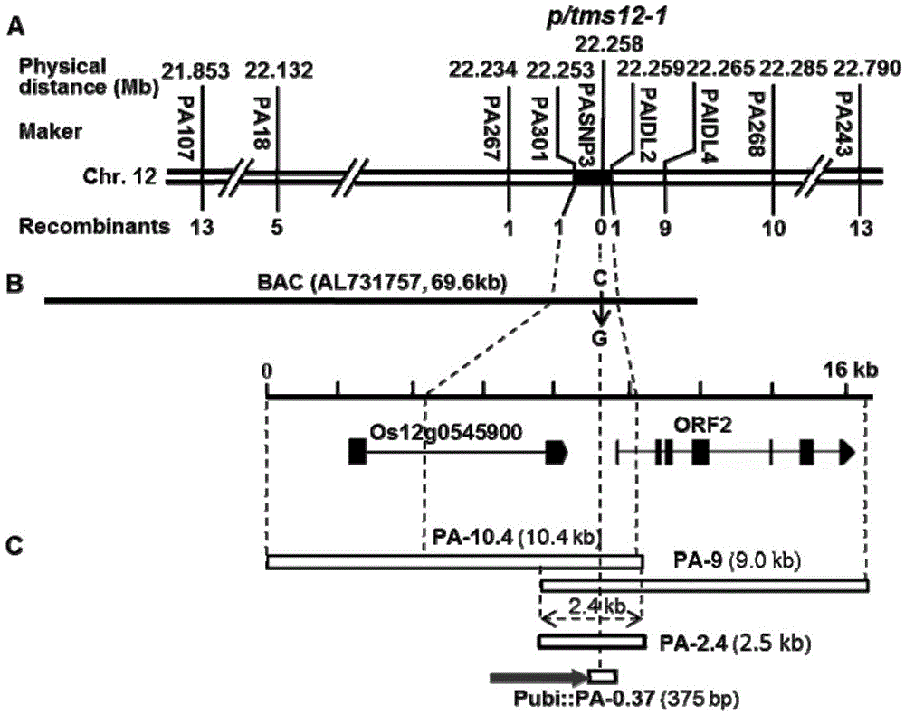 Method for obtaining temperature-sensitive sterile line by performing site-specific mutagenesis on P/TMS12-1 through CRISPR (clustered regularly interspaced short palindromic repeats)/Cas9 system