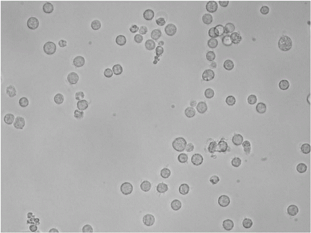 Improved method for cultivating NK (natural killer) cells