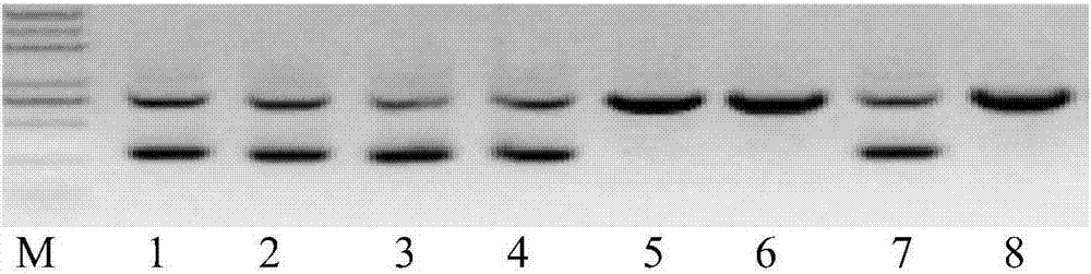 Wheat TaMADS6 gene and application thereof