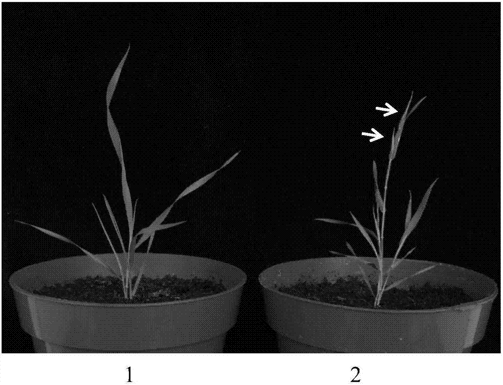 Wheat TaMADS6 gene and application thereof