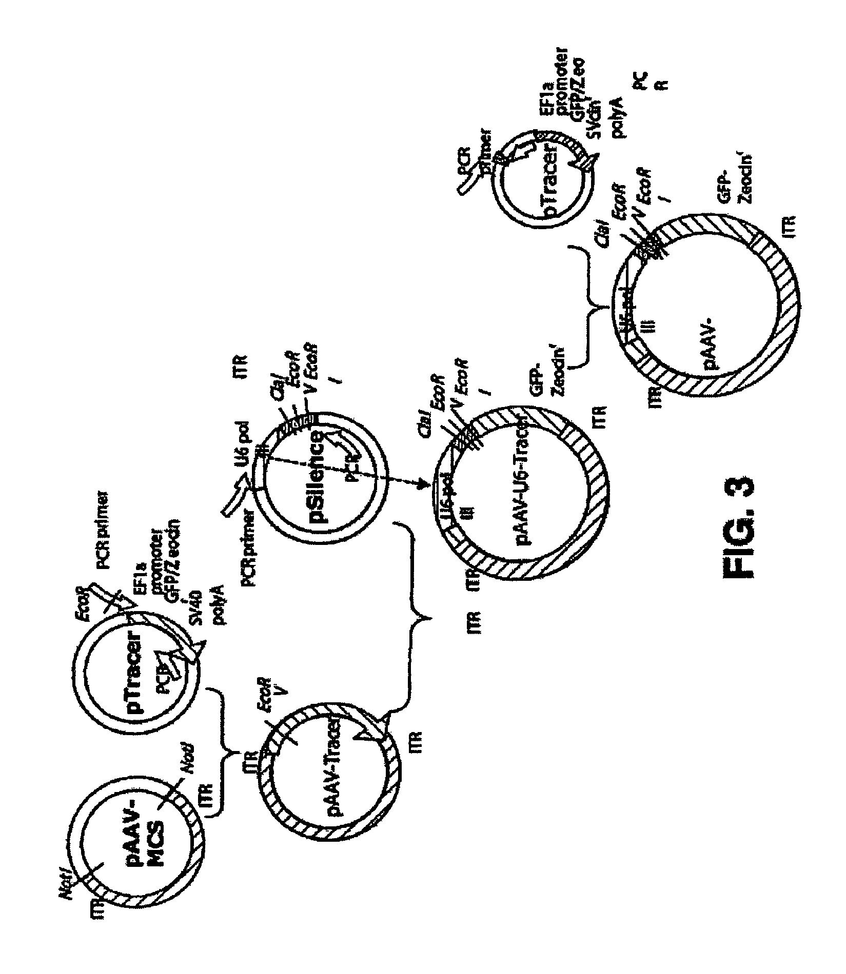 Treatment of neurodegenerative disease through intracranial delivery of siRNA