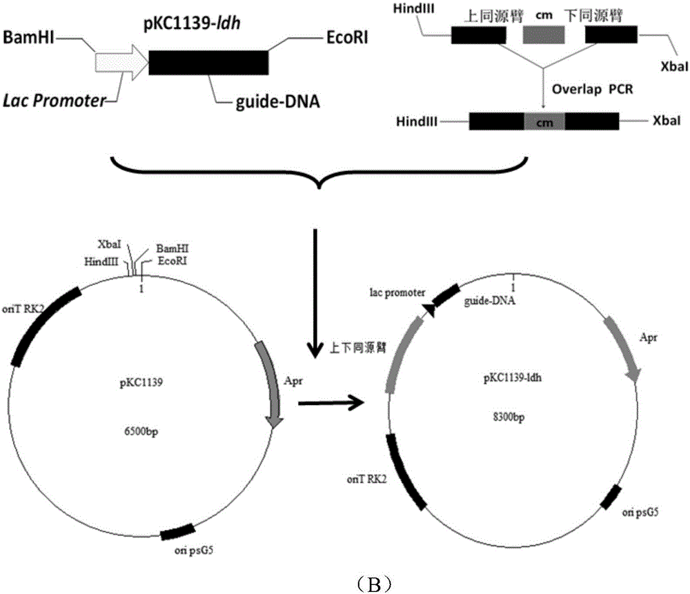 Gene editing method based on streptomyces virginiae IBL14 gene cas7-5-3