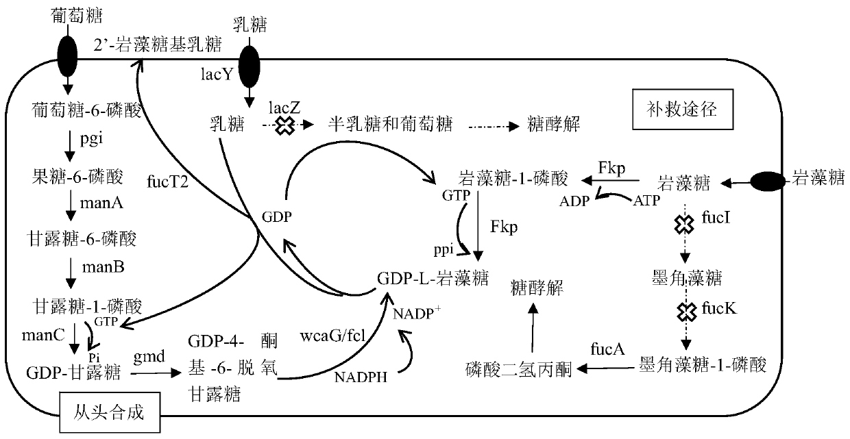 Escherichia coli engineering bacterium for producing 2'-fucosyllactose