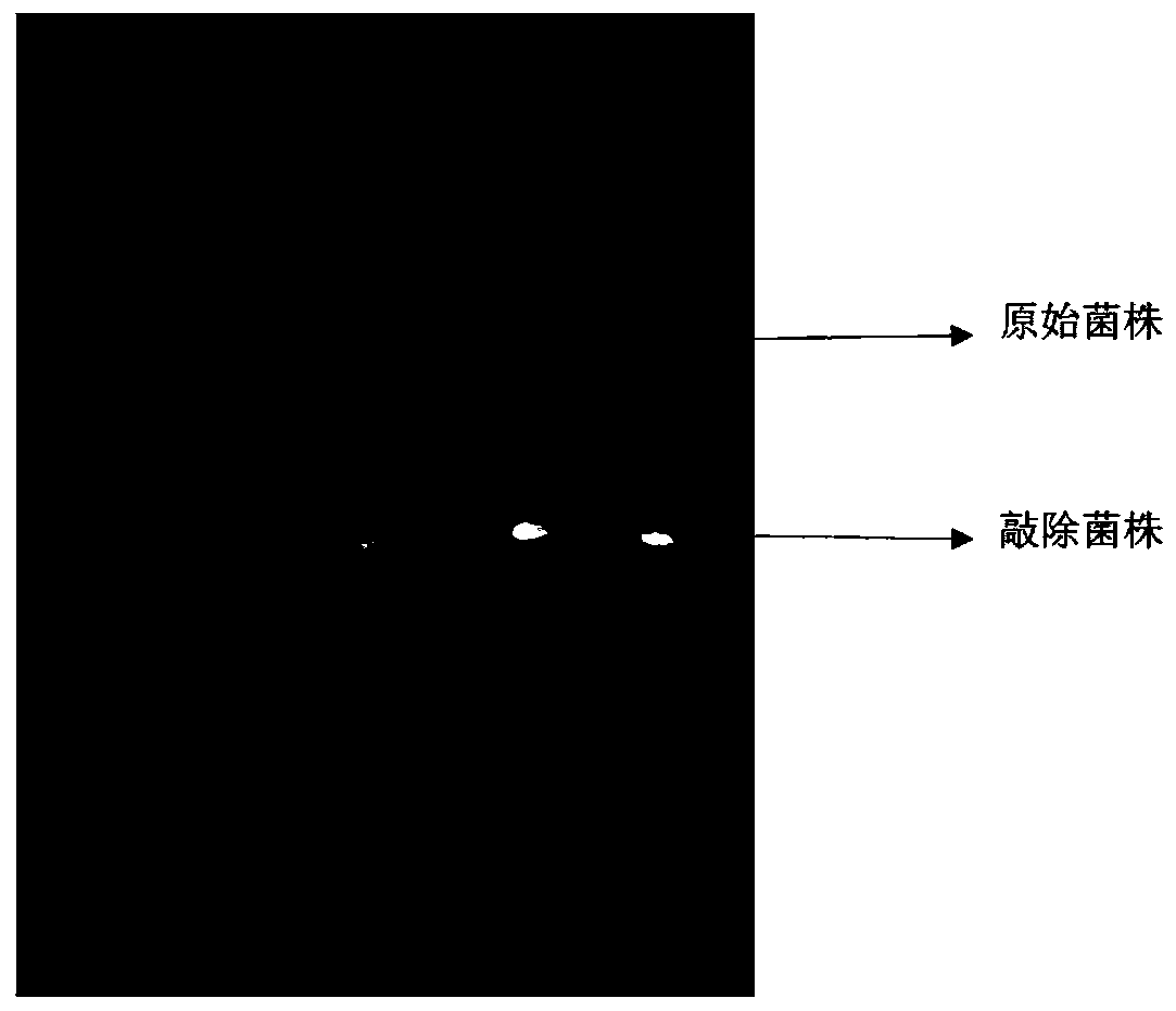 Escherichia coli engineering bacterium for producing 2'-fucosyllactose