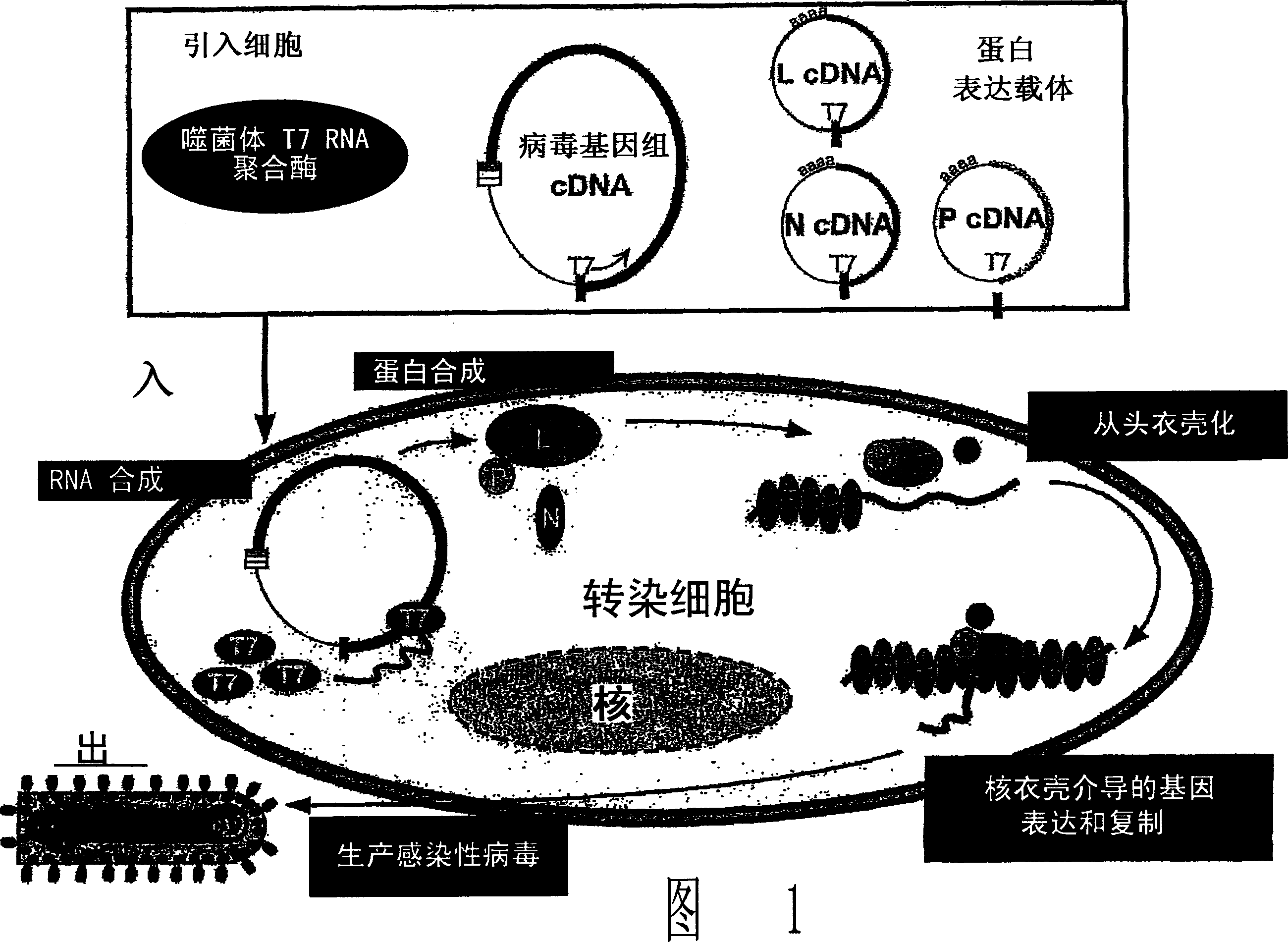 Method for the recovery of non-segmented, nagative-stranded rna viruses from cdna