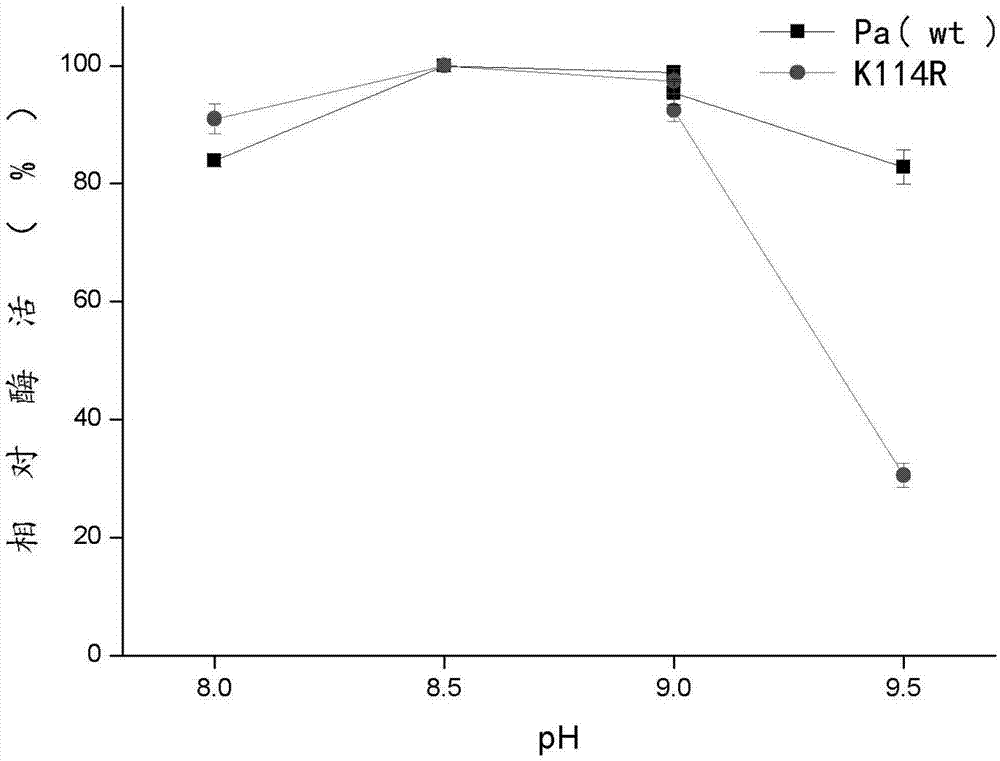 Phenylalanine amino mutase mutant derived from pantoea agglomerans