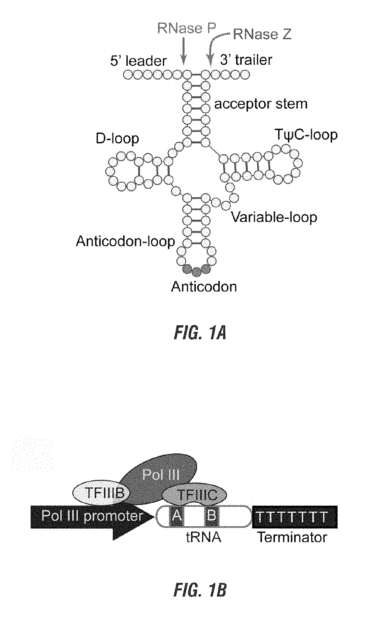 Methods and compositions for multiplex RNA guided genome editing and other RNA technologies