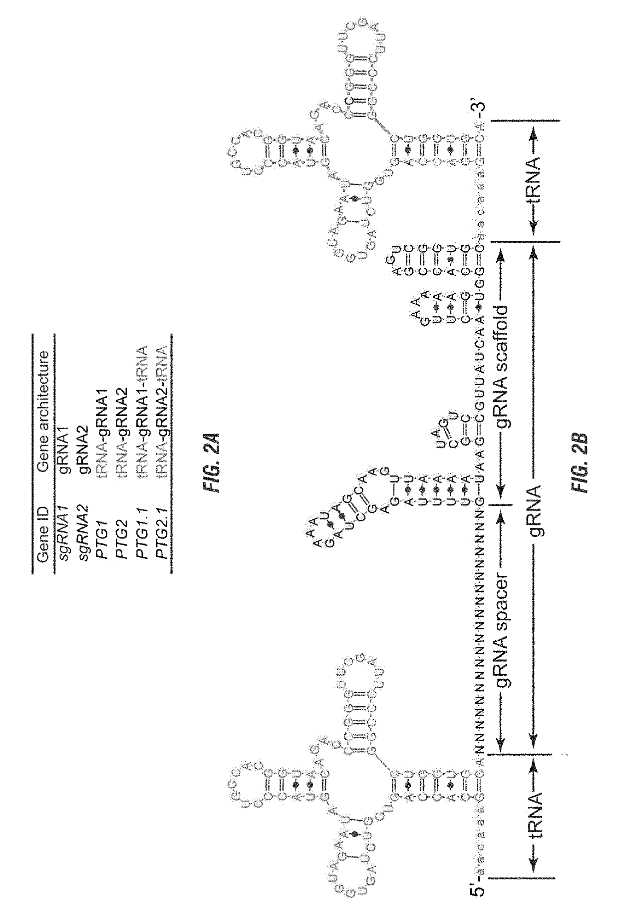 Methods and compositions for multiplex RNA guided genome editing and other RNA technologies