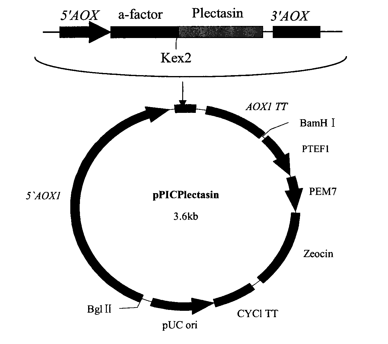 Pichia pastoris for multi-copy high expression of recombined plectasin